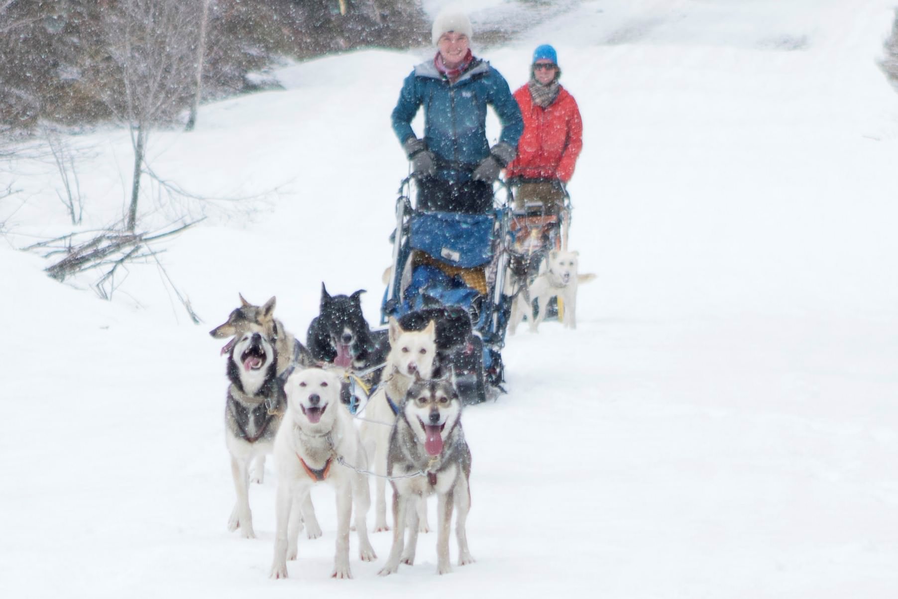mountain paws dog sled tours