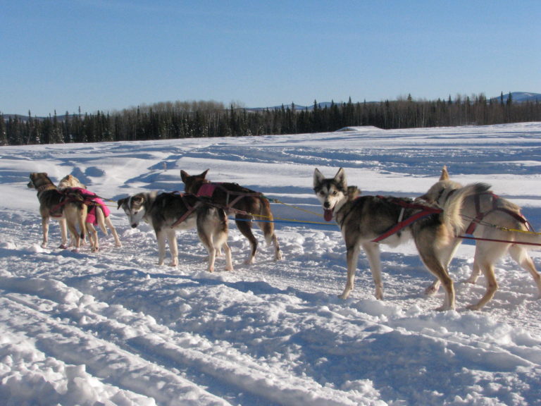 Home Mountain Paws Dog Sledding